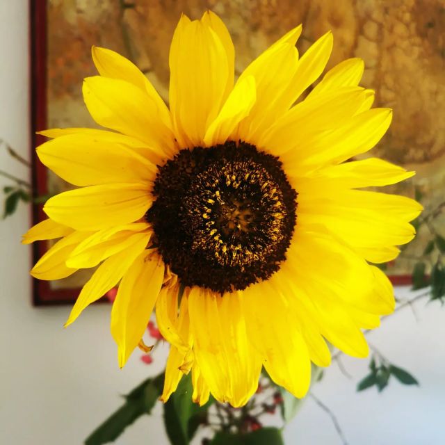 Die letzte Sonnenblume aus unserem Garten. Der Herbst naht....
The last sunflower from our garden. Autumn is approaching....
