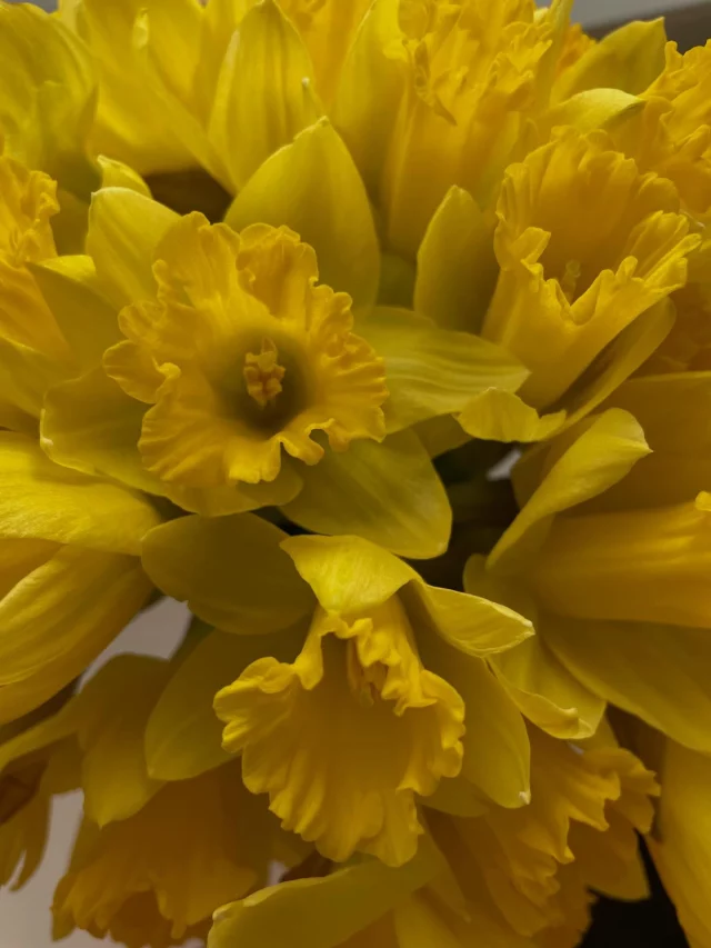 Narzissen, der Frühling ist im Anmarsch. Alles fängt an zu keimen und wir starten mit neuem Elan, entwickeln neue Farbkombinationen und neue Muster, herrlich. Wir lieben unsere Arbeit seit 40 Jahren…Daffodils, spring is coming. Everything begins to germinate and we start with new enthusiasm, develop new color combinations and new patterns, wonderful. We have loved our work for 40 years...